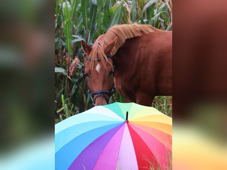 Deutsches Reitpony Wallach 5 Jahre 147 cm Fuchs in uelsen