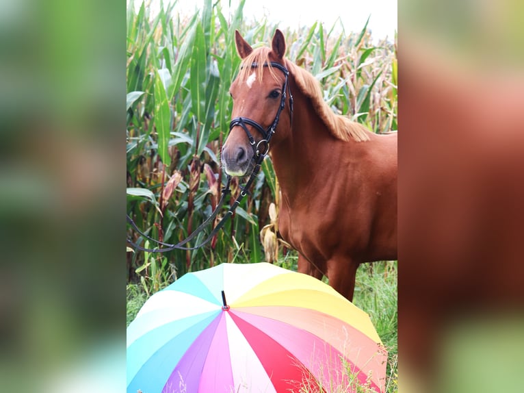 Deutsches Reitpony Wallach 5 Jahre 147 cm Fuchs in uelsen