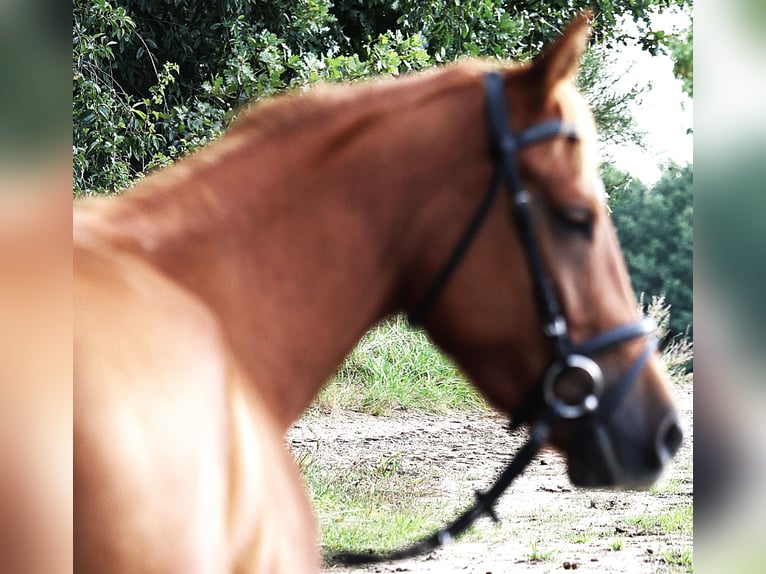 Deutsches Reitpony Wallach 5 Jahre 147 cm Fuchs in uelsen