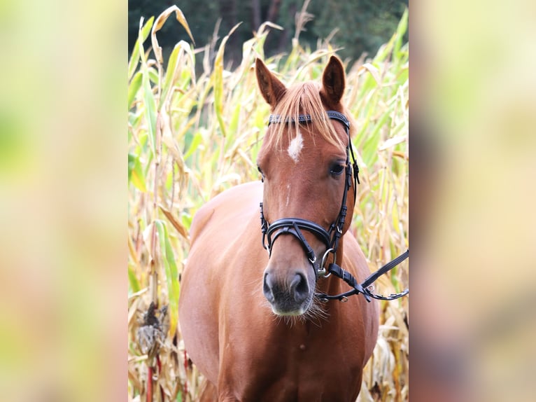 Deutsches Reitpony Wallach 5 Jahre 147 cm Fuchs in uelsen