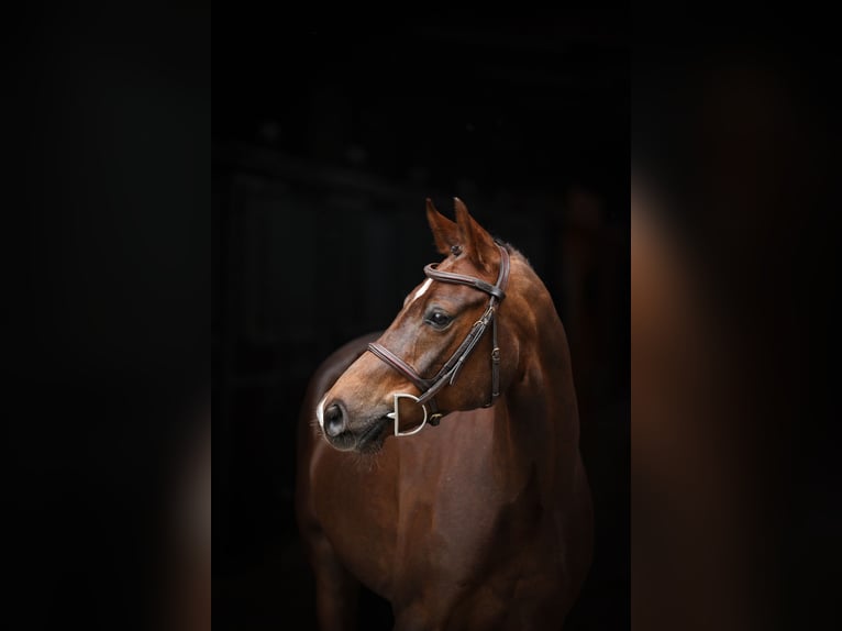 Deutsches Reitpony Wallach 5 Jahre 147 cm Fuchs in Lastrup