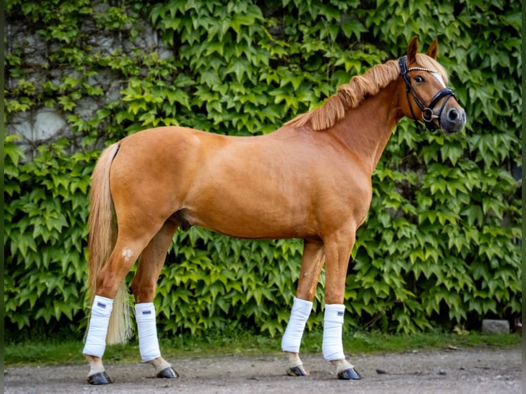 Deutsches Reitpony Wallach 5 Jahre 147 cm Fuchs in Osdorf
