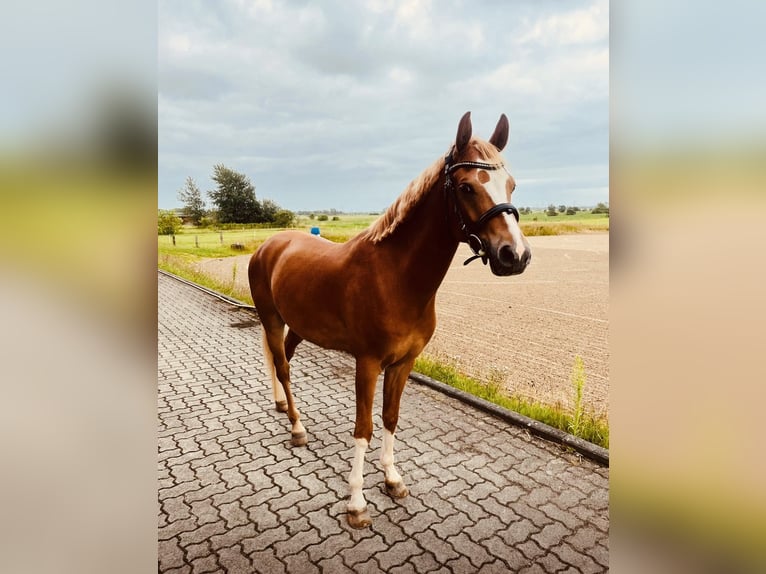 Deutsches Reitpony Wallach 5 Jahre 147 cm Fuchs in Enge-Sande