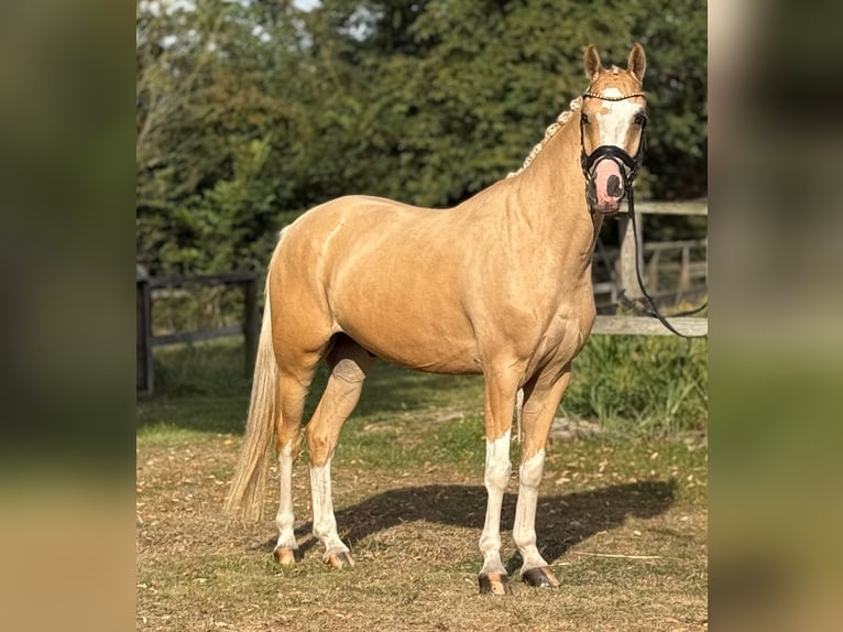 Deutsches Reitpony Wallach 5 Jahre 147 cm Palomino in Dülmen