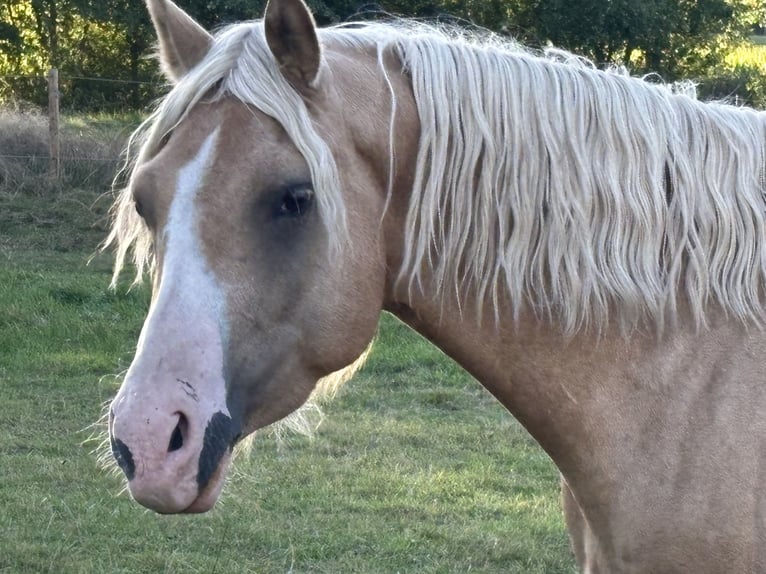 Deutsches Reitpony Wallach 5 Jahre 147 cm Palomino in Hilders