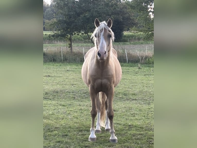Deutsches Reitpony Wallach 5 Jahre 147 cm Palomino in Hilders