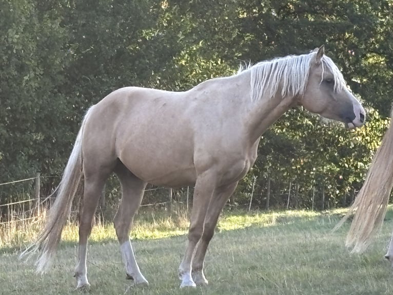 Deutsches Reitpony Wallach 5 Jahre 147 cm Palomino in Hilders