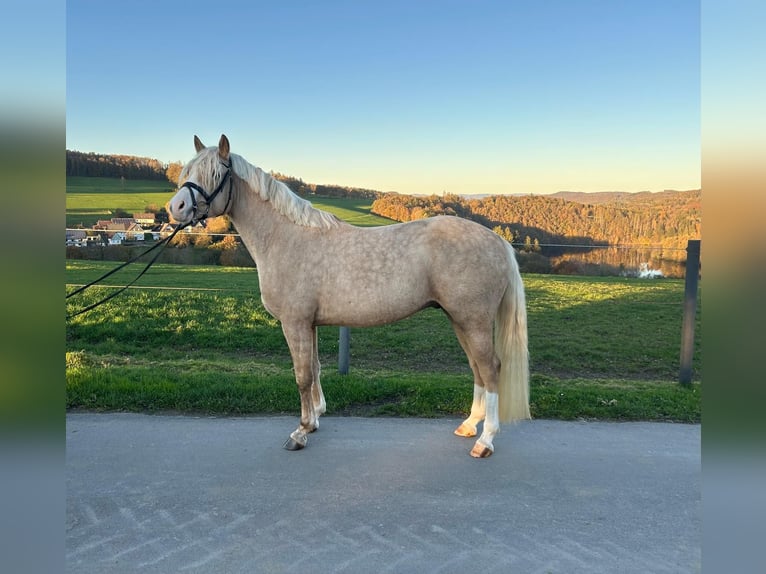 Deutsches Reitpony Wallach 5 Jahre 147 cm Palomino in Hilders