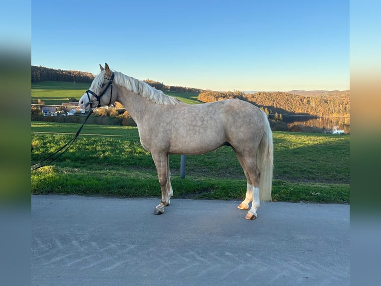 Deutsches Reitpony Wallach 5 Jahre 147 cm Palomino in Hilders