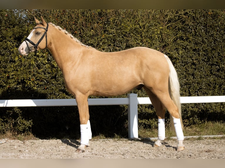 Deutsches Reitpony Wallach 5 Jahre 147 cm Palomino in Empfingen