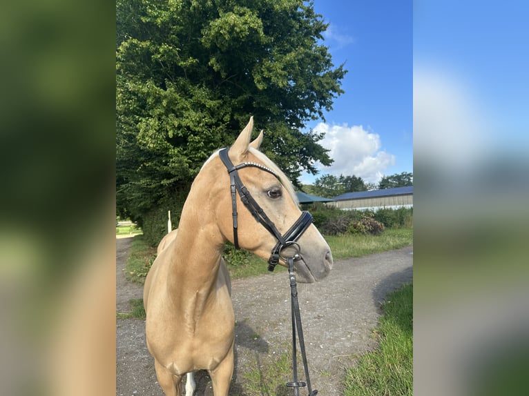 Deutsches Reitpony Wallach 5 Jahre 147 cm Palomino in Halle