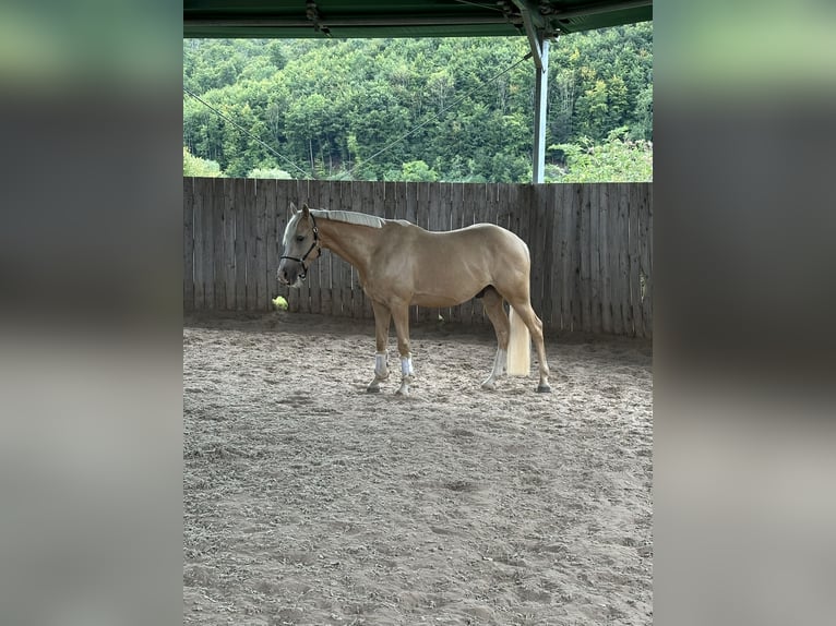Deutsches Reitpony Wallach 5 Jahre 147 cm Palomino in Halle