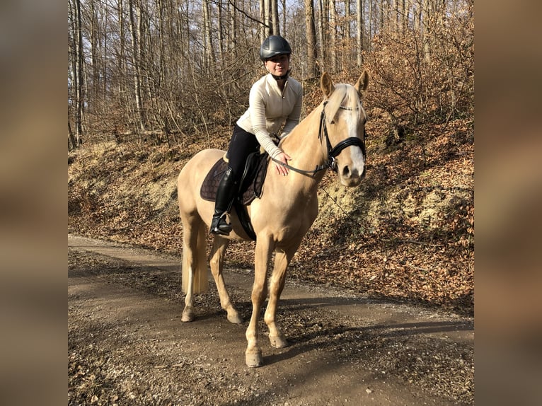 Deutsches Reitpony Wallach 5 Jahre 147 cm Palomino in Halle