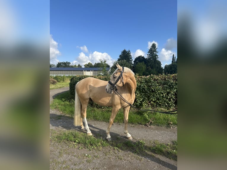 Deutsches Reitpony Wallach 5 Jahre 147 cm Palomino in Halle