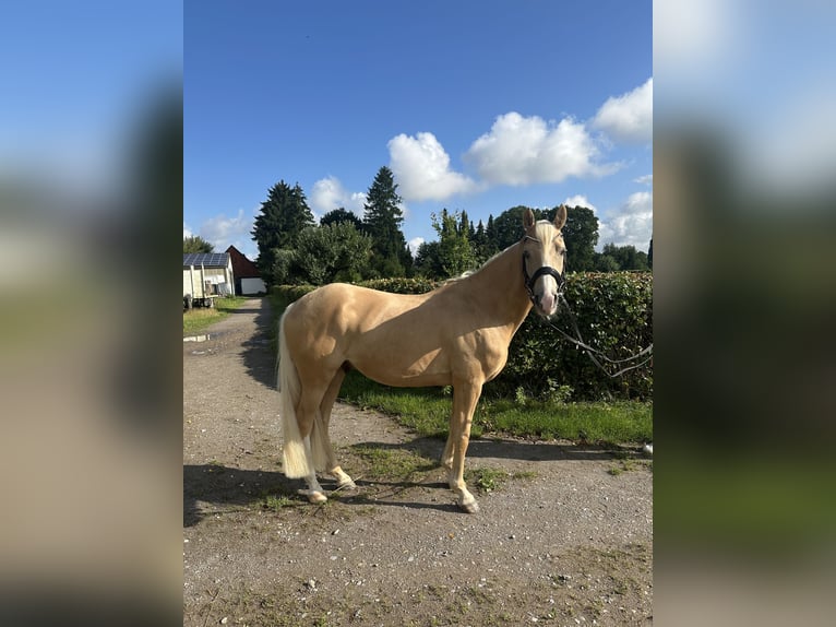 Deutsches Reitpony Wallach 5 Jahre 147 cm Palomino in Halle