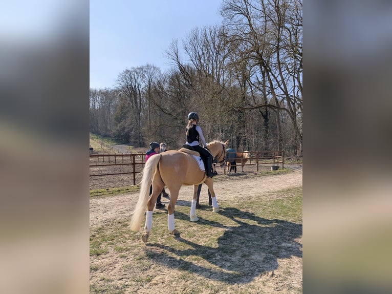Deutsches Reitpony Wallach 5 Jahre 147 cm Palomino in Werder