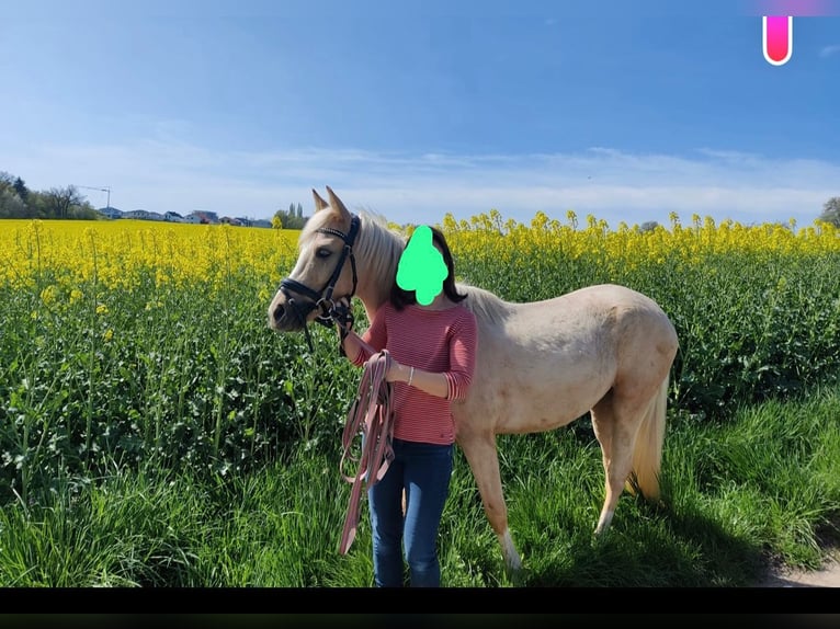Deutsches Reitpony Wallach 5 Jahre 147 cm Palomino in Bechhofen