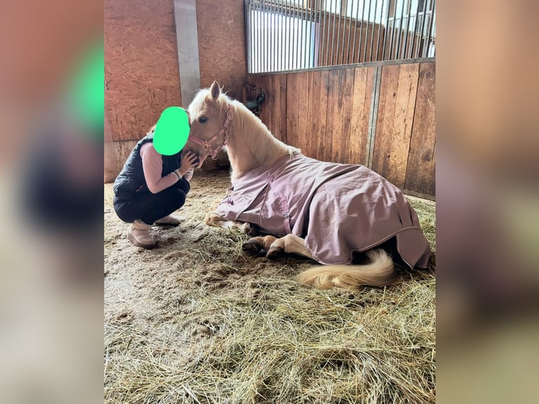 Deutsches Reitpony Wallach 5 Jahre 147 cm Palomino in Bechhofen