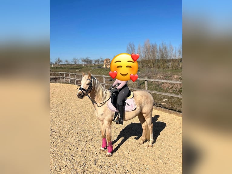 Deutsches Reitpony Wallach 5 Jahre 147 cm Palomino in Bechhofen