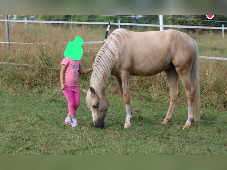 Deutsches Reitpony Wallach 5 Jahre 147 cm Palomino in Bechhofen