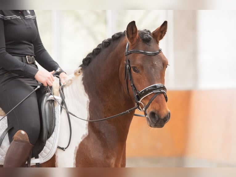 Deutsches Reitpony Wallach 5 Jahre 147 cm Schecke in Osnabrück