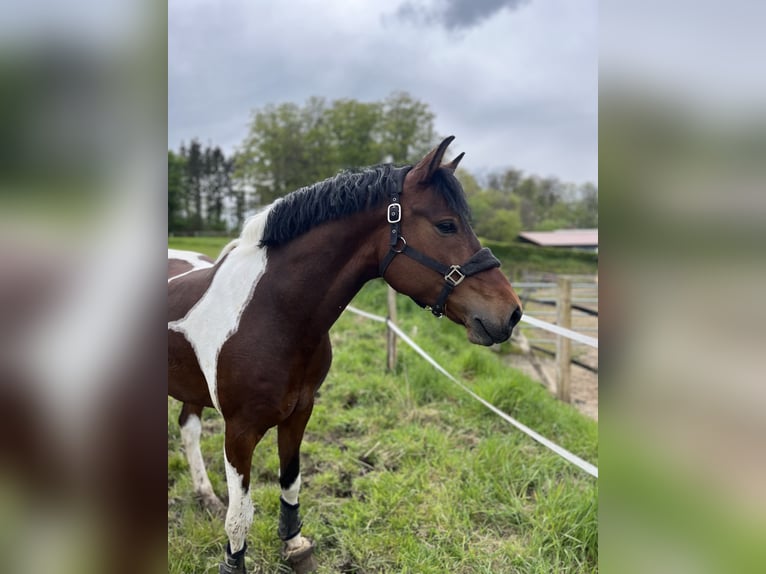 Deutsches Reitpony Wallach 5 Jahre 147 cm Schecke in Osnabrück