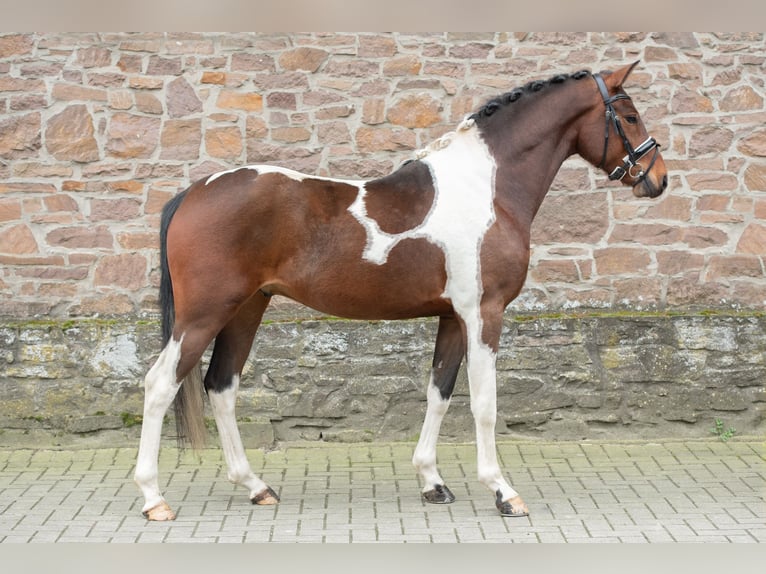 Deutsches Reitpony Wallach 5 Jahre 147 cm Schecke in Osnabrück