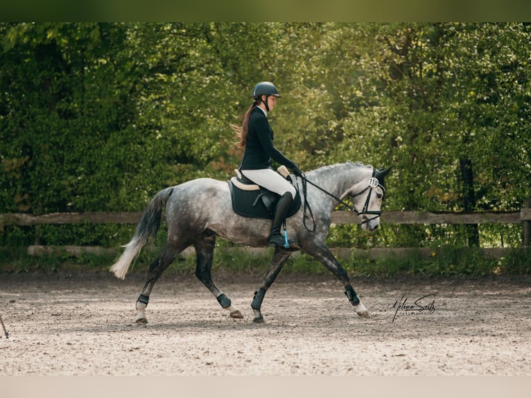 Deutsches Reitpony Wallach 5 Jahre 147 cm Schimmel in Eckersdorf