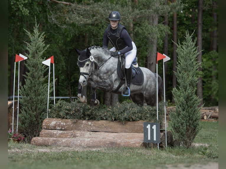 Deutsches Reitpony Wallach 5 Jahre 147 cm Schimmel in Eckersdorf