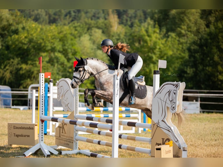 Deutsches Reitpony Wallach 5 Jahre 147 cm Schimmel in Eckersdorf