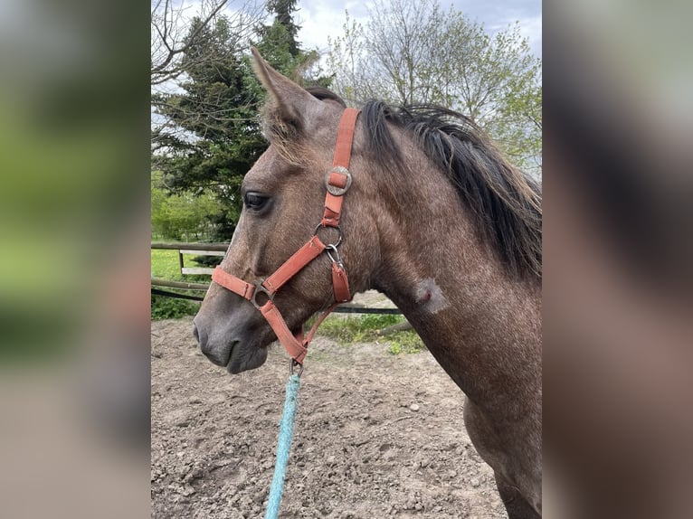 Deutsches Reitpony Wallach 5 Jahre 147 cm Schimmel in Bremen