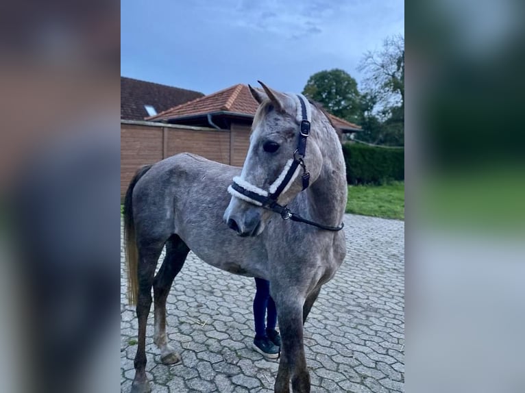 Deutsches Reitpony Wallach 5 Jahre 147 cm Schimmel in Bremen