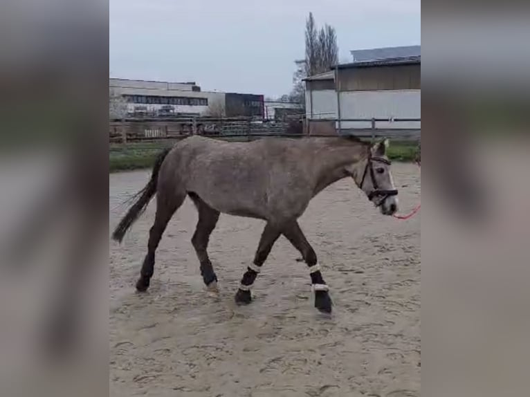 Deutsches Reitpony Wallach 5 Jahre 147 cm Schimmel in Bremen