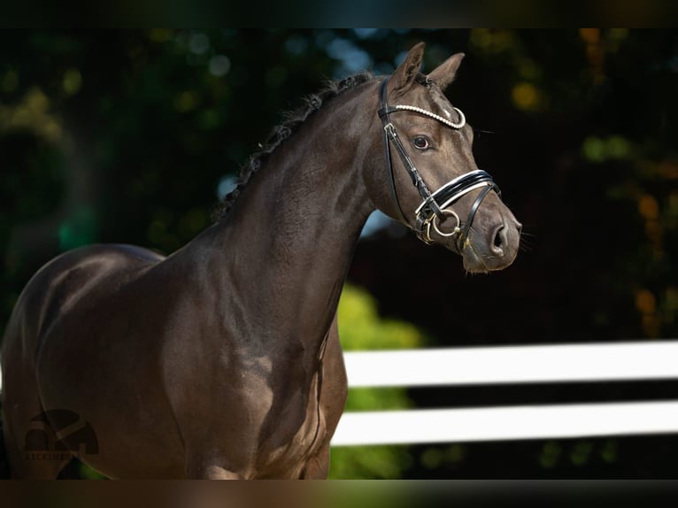 Deutsches Reitpony Wallach 5 Jahre 147 cm Schwarzbrauner in GundelfingenGundelfingen