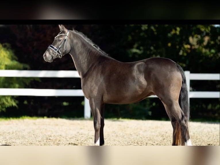 Deutsches Reitpony Wallach 5 Jahre 147 cm Schwarzbrauner in GundelfingenGundelfingen