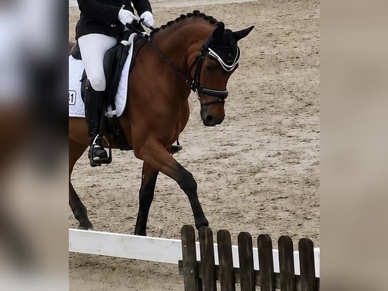 Deutsches Reitpony Wallach 5 Jahre 148 cm Brauner in Breiholz