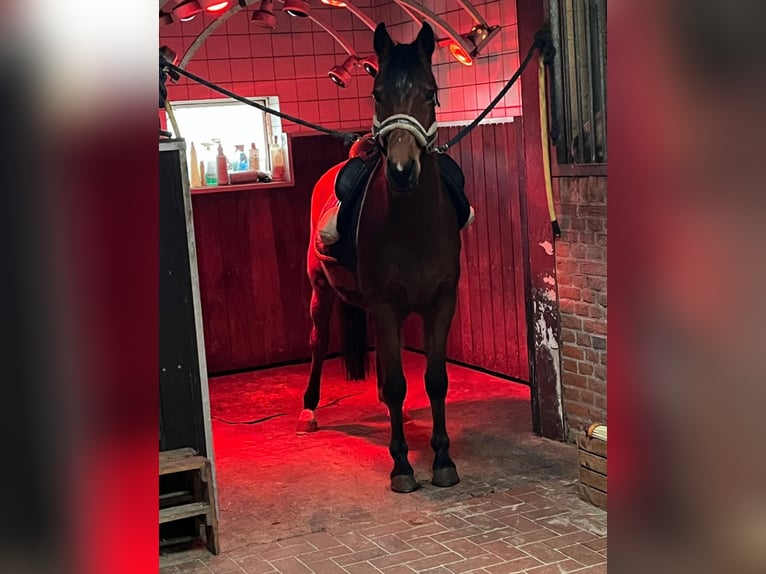 Deutsches Reitpony Wallach 5 Jahre 148 cm Brauner in Breiholz