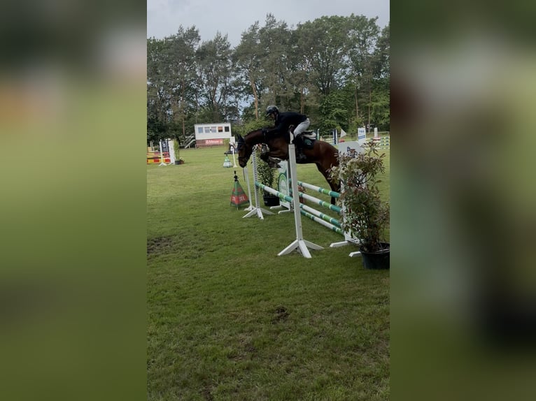 Deutsches Reitpony Wallach 5 Jahre 148 cm Brauner in Oerel