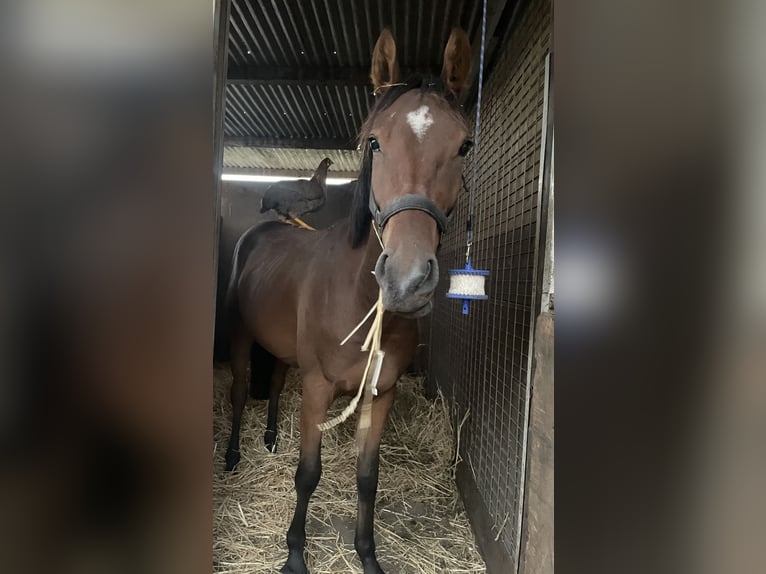 Deutsches Reitpony Wallach 5 Jahre 148 cm Brauner in Lustadt