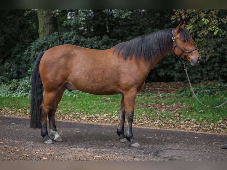 Deutsches Reitpony Mix Wallach 5 Jahre 148 cm Brauner in Badbergen