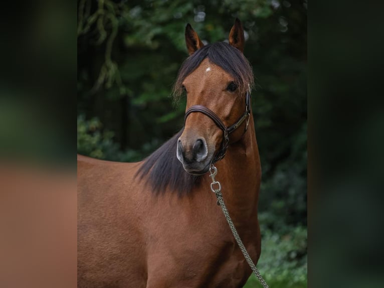 Deutsches Reitpony Mix Wallach 5 Jahre 148 cm Brauner in Badbergen