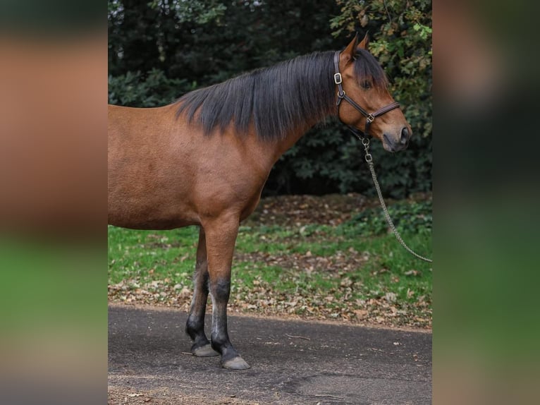 Deutsches Reitpony Mix Wallach 5 Jahre 148 cm Brauner in Badbergen