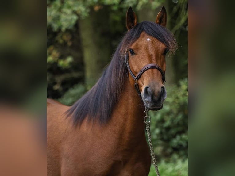 Deutsches Reitpony Mix Wallach 5 Jahre 148 cm Brauner in Badbergen