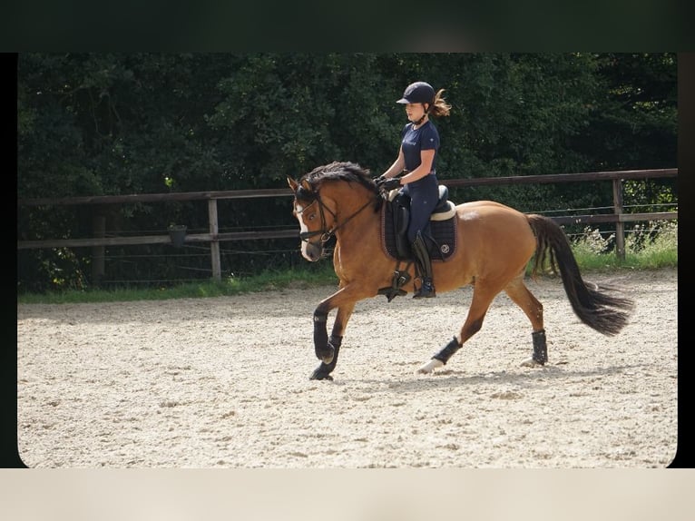 Deutsches Reitpony Wallach 5 Jahre 148 cm Buckskin in Prinzhöfte