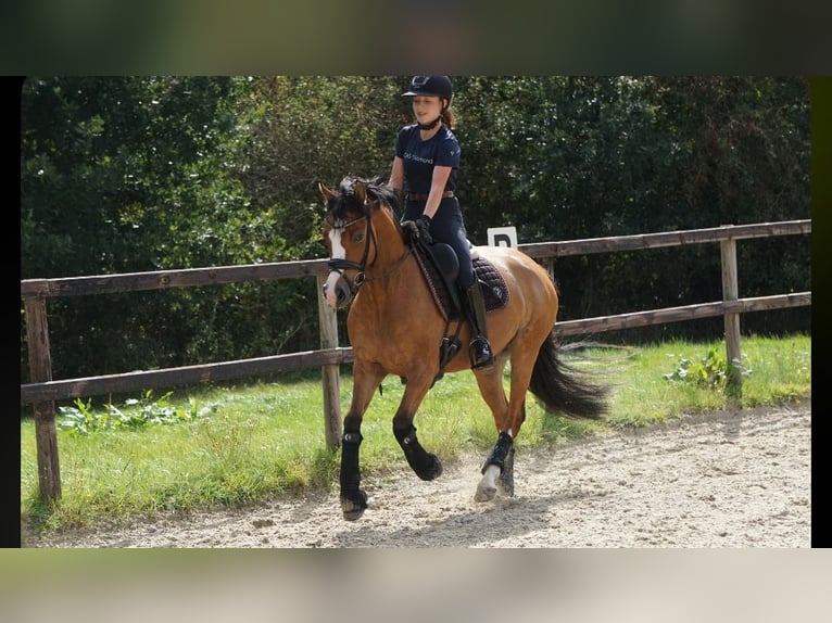 Deutsches Reitpony Wallach 5 Jahre 148 cm Buckskin in Prinzhöfte