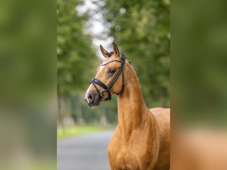Deutsches Reitpony Wallach 5 Jahre 148 cm Buckskin in Friesoythe