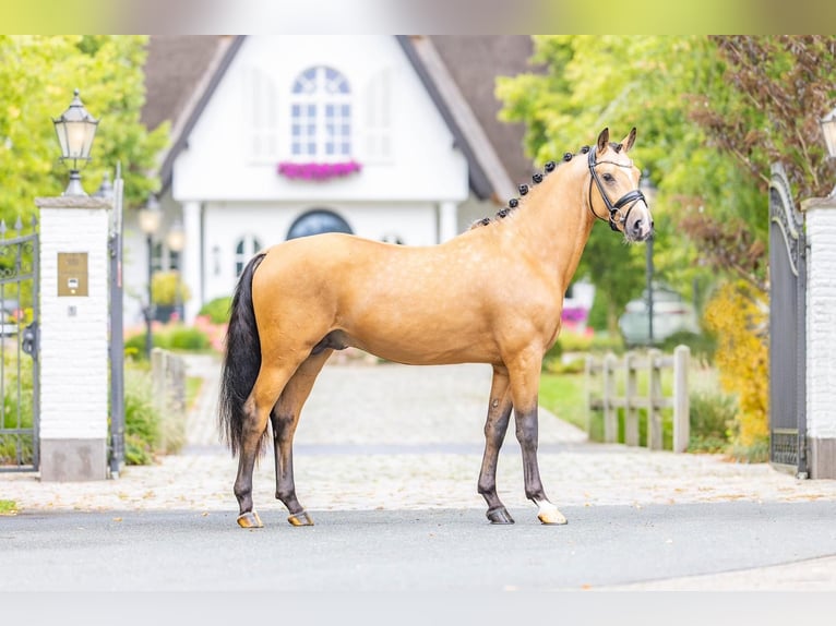 Deutsches Reitpony Wallach 5 Jahre 148 cm Buckskin in Friesoythe