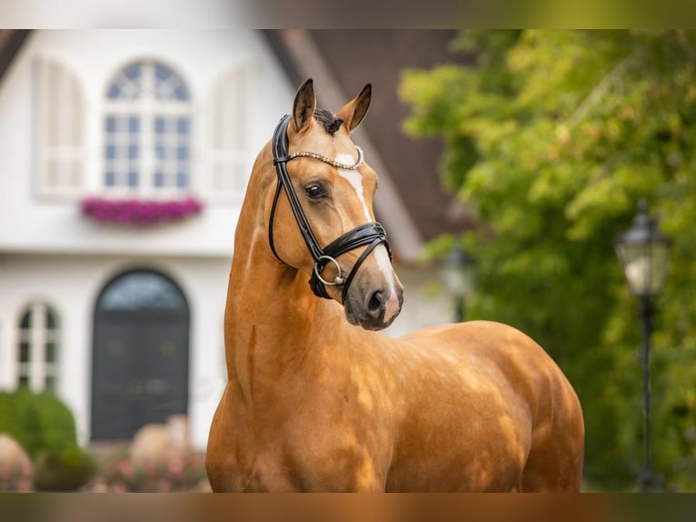 Deutsches Reitpony Wallach 5 Jahre 148 cm Buckskin in Friesoythe
