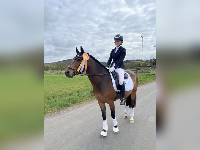 Deutsches Reitpony Wallach 5 Jahre 148 cm Dunkelbrauner in Hilders