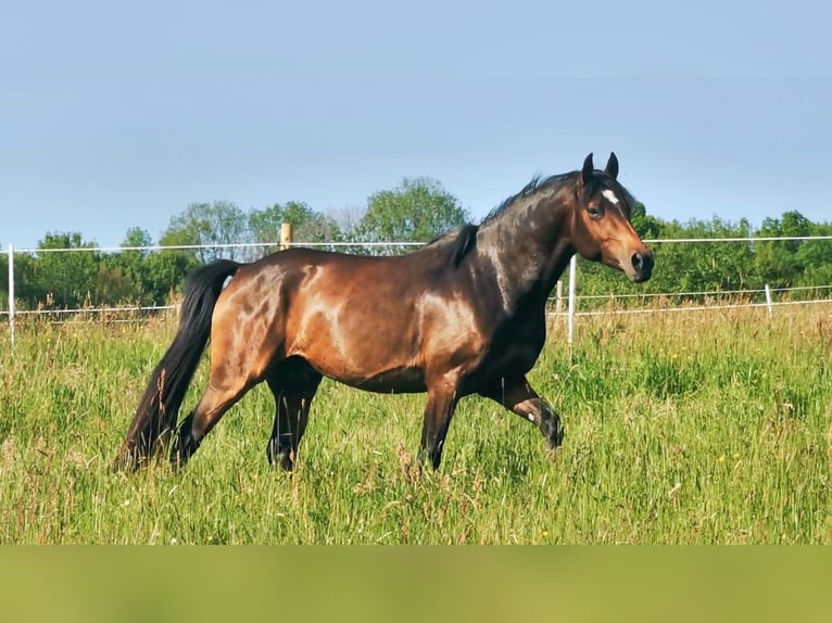 Deutsches Reitpony Wallach 5 Jahre 148 cm Dunkelbrauner in Hilders